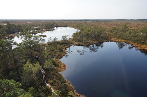 Marimetsa Bog Hiking Trail: uma trilha em meio ao pântano na Estônia