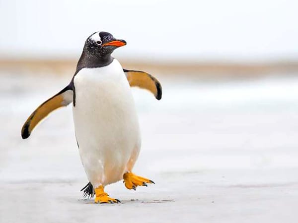 Na Estônia, andar como pinguim pode salvar sua vida!