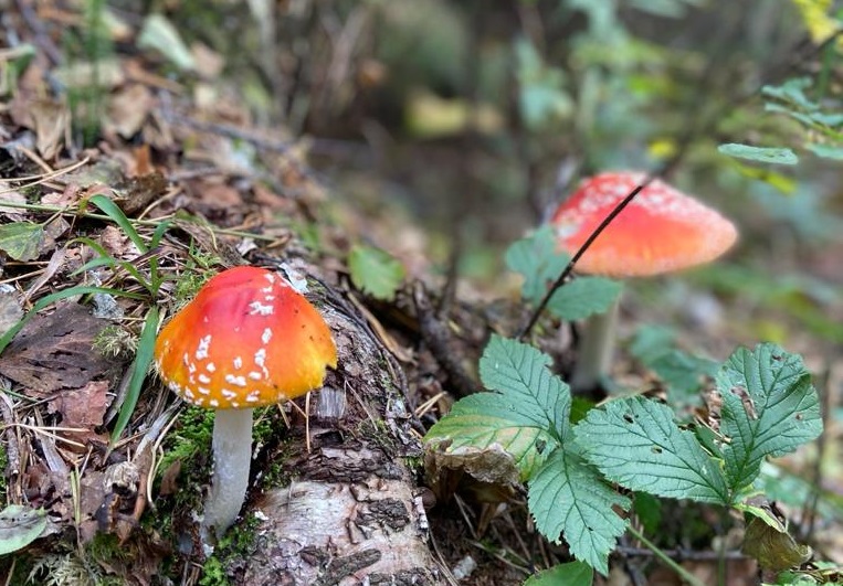 cogumelo na floresta na estonia